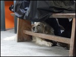 The guard dog at the mine.....vicious!