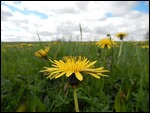 Mellow Yellow!!