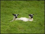 The two-headed lamb of Swaledale.....