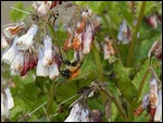 This 'Bee' a Comfrey flower, Tina assures me!