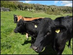 Who said cows are friendly???