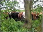 What's with it with cows up north.....
