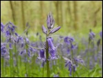 It's a bluebell Tina....