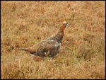 The Famous Grouse???