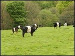 Belted Galloways...nice cows this time!