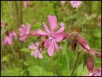 Is this Pink Campion Tina??
