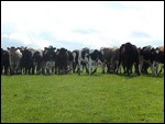 The herd come to see us home.....