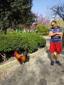 Benalmadena Park Mark and his Rooster Mate
