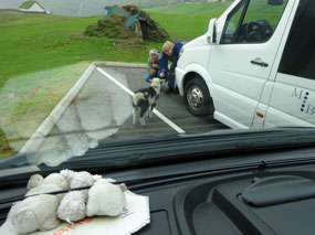 Saksun Sheep Adventure