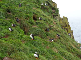 At the end of the Gravel Road - 000s of Puffins