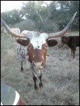 Texas Longhorn