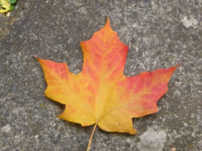 Canadian Maple