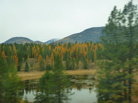 Larch Trees