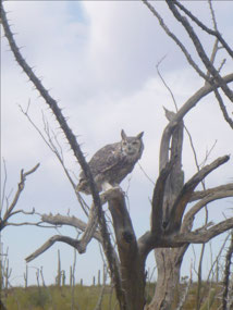 Barn Owl