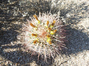 Desert Fruit