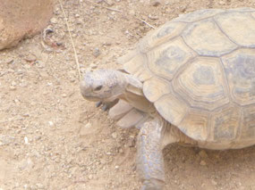 Desert Tortoise