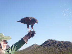 Harris's Hawks