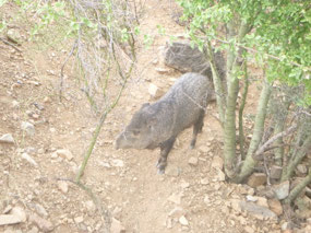 Javelina