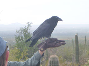 Chihuahuan Raven