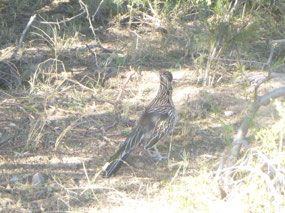 Road Runner - Bleep!Bleep!