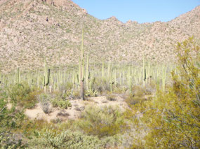 Saguaro National Forest