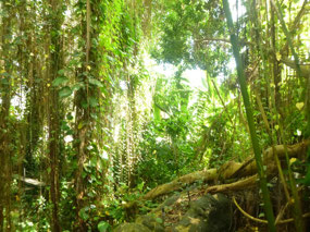 The Jungle Inside