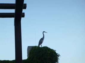 Great Blue Heron