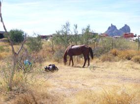 Local Wildlife