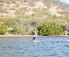 Pelican