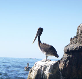 Pelican