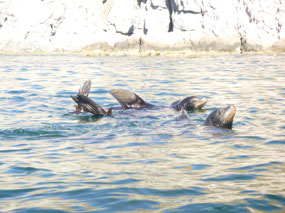 Sea Lions Sunning