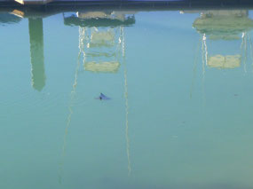 Manta Ray