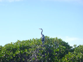 Great Blue Heron