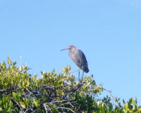 Lesser Heron