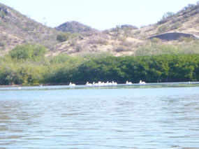 White Pelicans