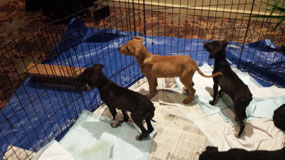 Puppies!