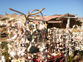 Shells & More Shells