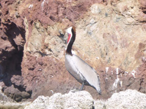More Pelicans