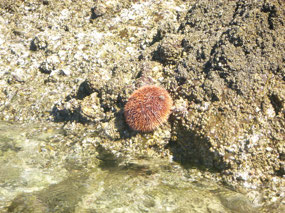 Sea Urchin