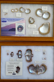 About the Oyster