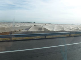 Covered Crops