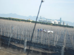Planting the Field