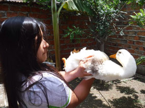 Pet Duck