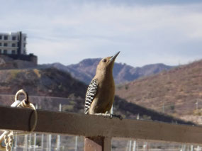 More Visitors