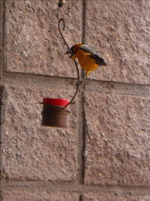 Oriole