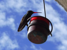 Resident Hummingbird