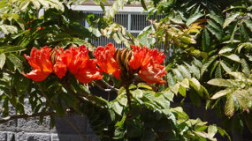 Spring Flowers