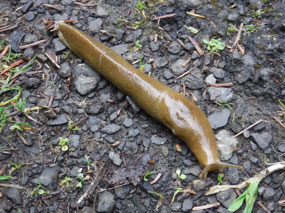 Banana Slug