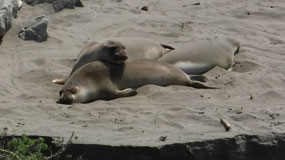 Basking in the Sun