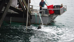 Greedy Fisherman
